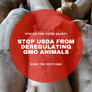 Stop USDA From Deregulating GMO Animals!