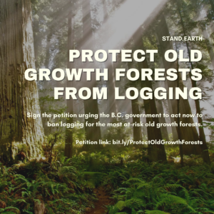 Protect Old Growth Forests from Logging