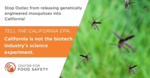 Stop a Biotech Company From Releasing Genetically Engineered Mosquitos Into California!